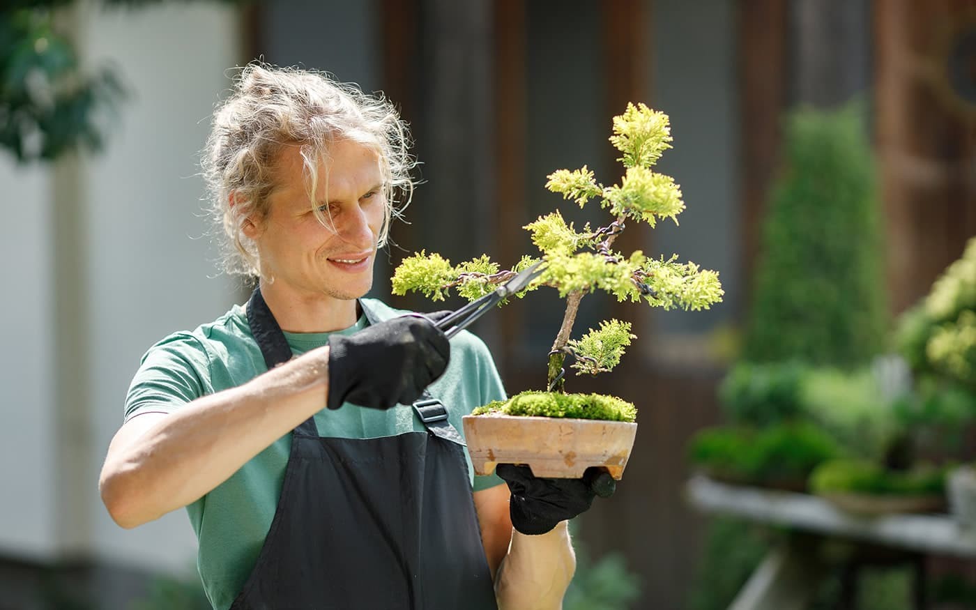 Zuschnitt eines Bonsai-Baums durch einen G&auml;rtner