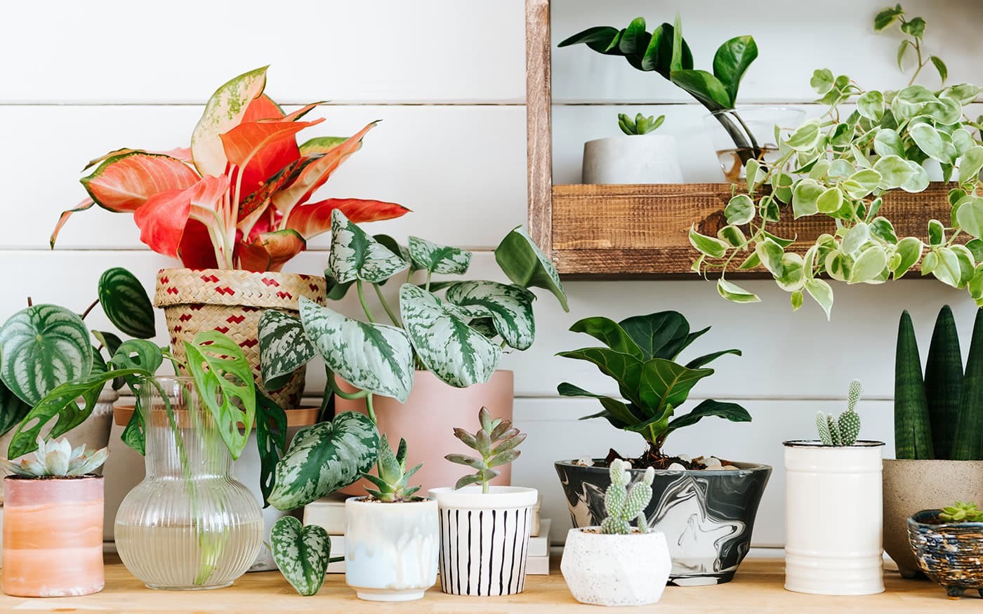 Hydrokulturen als Zimmerpflanzen