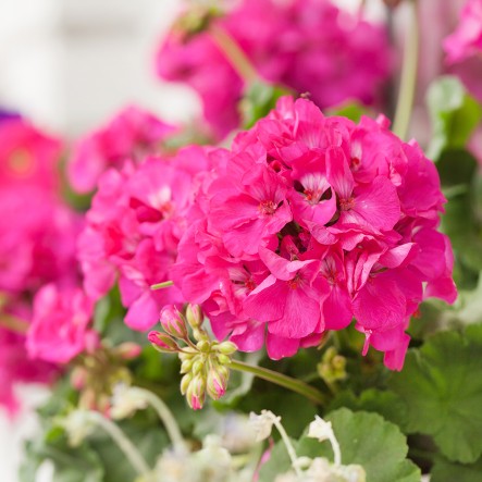 Leuchtend pinke Blumen bl&uuml;hen &uuml;ppig auf gr&uuml;nen Bl&auml;ttern