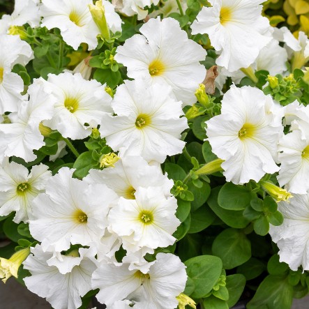 Wei&szlig;e Petunienbl&uuml;ten mit gelbem Zentrum vor gr&uuml;nem Laub