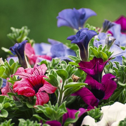 Bunte Petunien bl&uuml;hen in verschiedenen Farben vor einem verschwommenen gr&uuml;nen Hintergrund