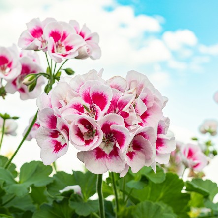 Ein Strauch rosa-wei&szlig;er Blumen bl&uuml;ht unter einem klaren blauen Himmel