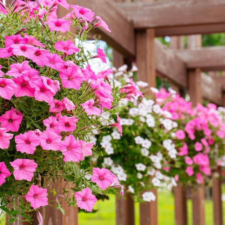 Bl&uuml;hende rosa und wei&szlig;e Petunien h&auml;ngen an einem h&ouml;lzernen Zaun