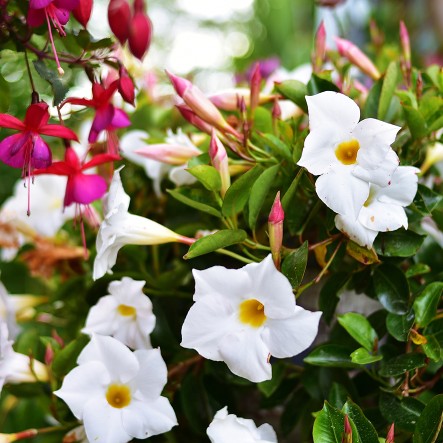 Wei&szlig;e und rosa Blumen bl&uuml;hen an einem gr&uuml;nen Strauch