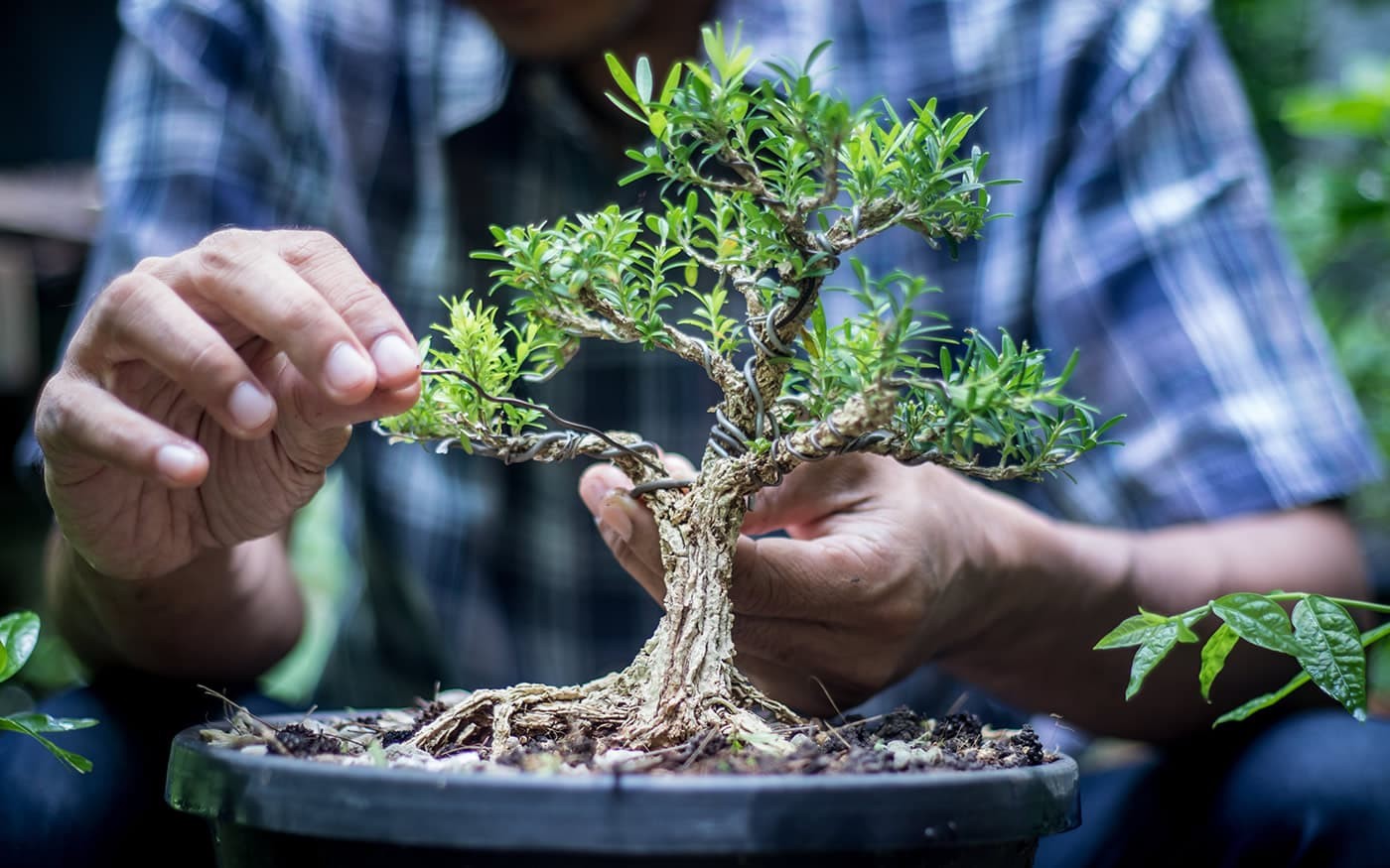 Eine Person pflegt einen kleinen Bonsai-Baum in einem Pflanzgef&auml;&szlig;