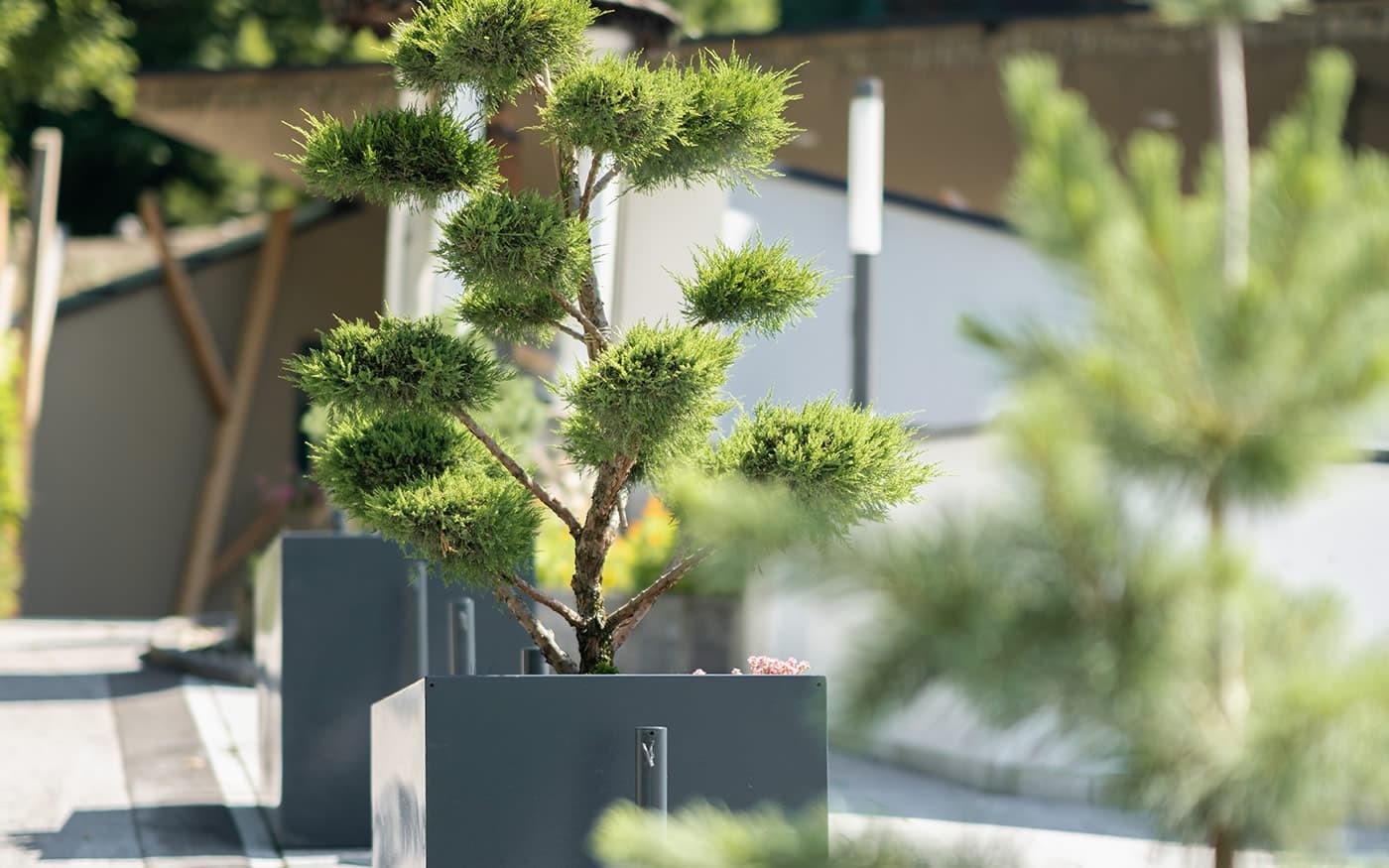 Ein kleiner Baum in einer modernen Vase auf einem sonnigen Gehweg
