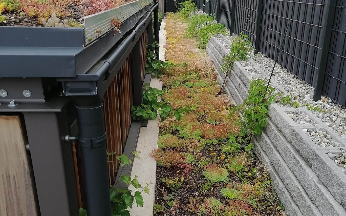 Gr&uuml;ndach mit verschiedenen Pflanzen und einem Weg entlang einer Steinmauer und Metallzaun
