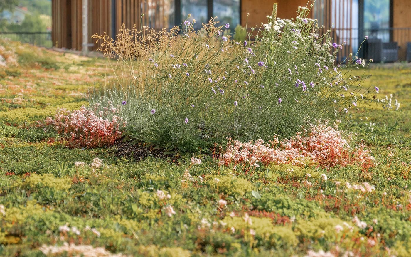Bunte Wildblumen bl&uuml;hen auf einem Dachgarten mit einem Geb&auml;ude im Hintergrund