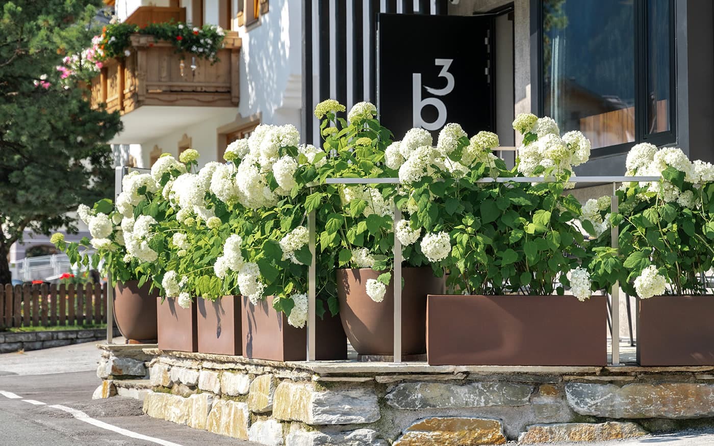 Wei&szlig;e Hortensien bl&uuml;hen in gro&szlig;en K&uuml;beln auf einer Steinmauer vor einem Geb&auml;ude
