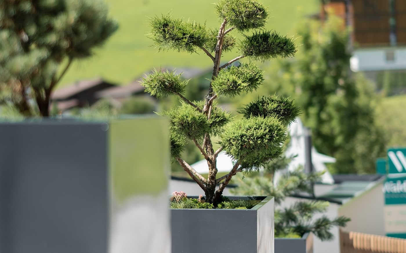 Ein Bonsai-Baum steht in einem modernen grauen Topf im Freien