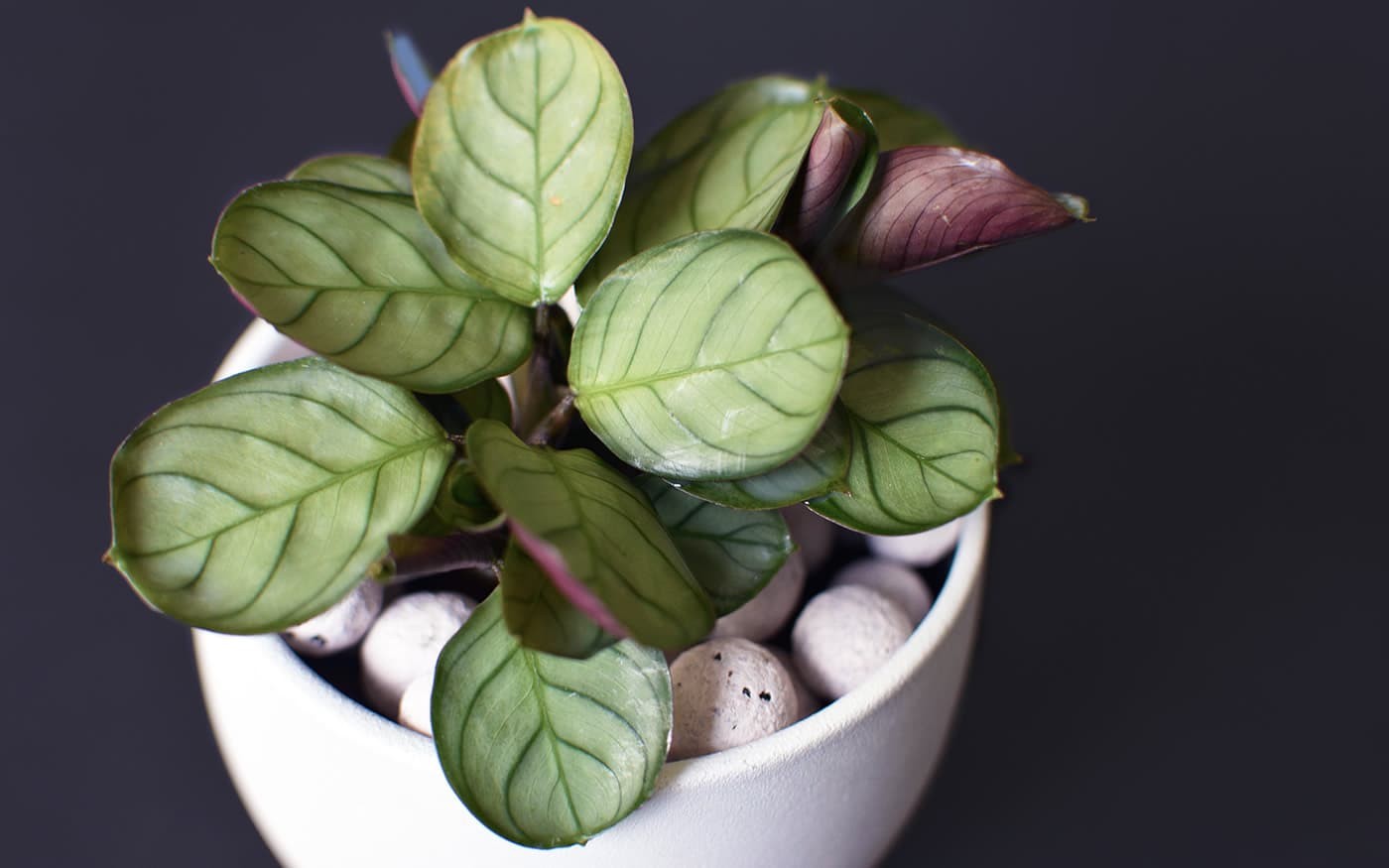 Eine Pflanze mit gr&uuml;nen Bl&auml;ttern in einem wei&szlig;en Keramiktopf auf schwarzem Hintergrund