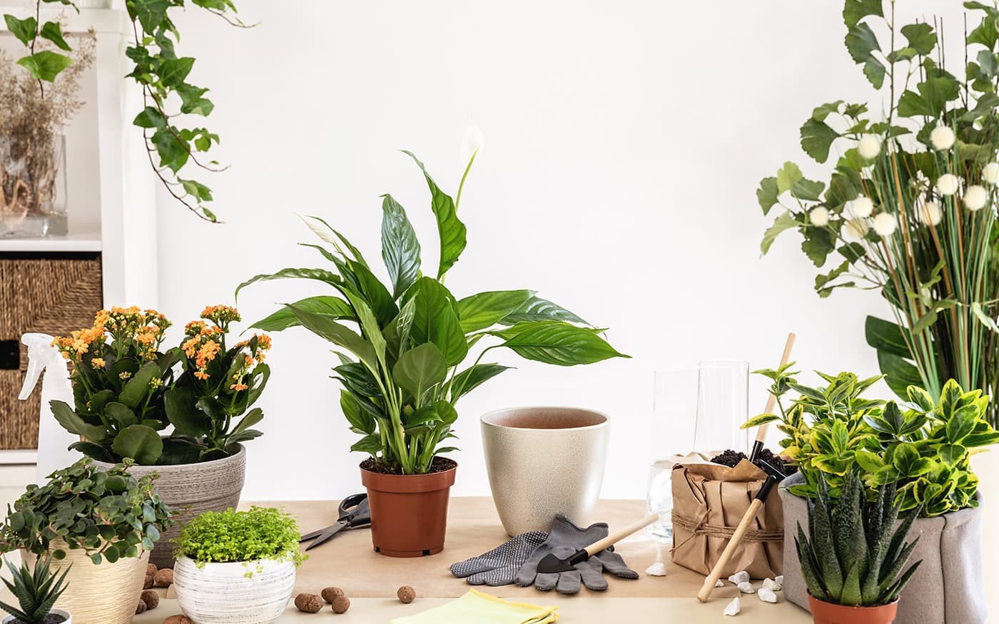 Verschiedene Zimmerpflanzen mit Gartenger&auml;ten auf einem Tisch vor wei&szlig;em Hintergrund