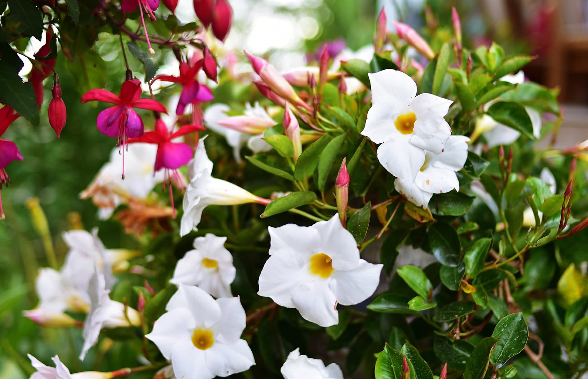 Gro&szlig;e Auswahl an Zimmerpflanzen im Blumenland Gollner
