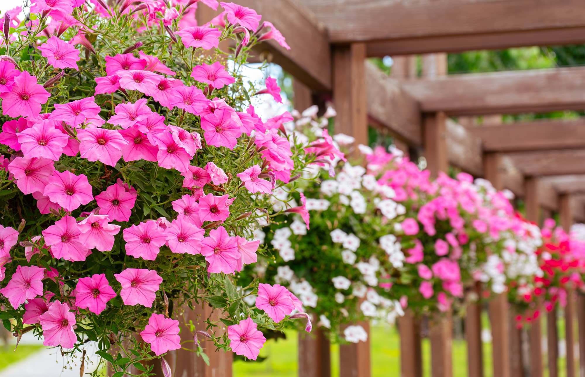 Blumen vom Blumenland Gollner im Gasteinertal
