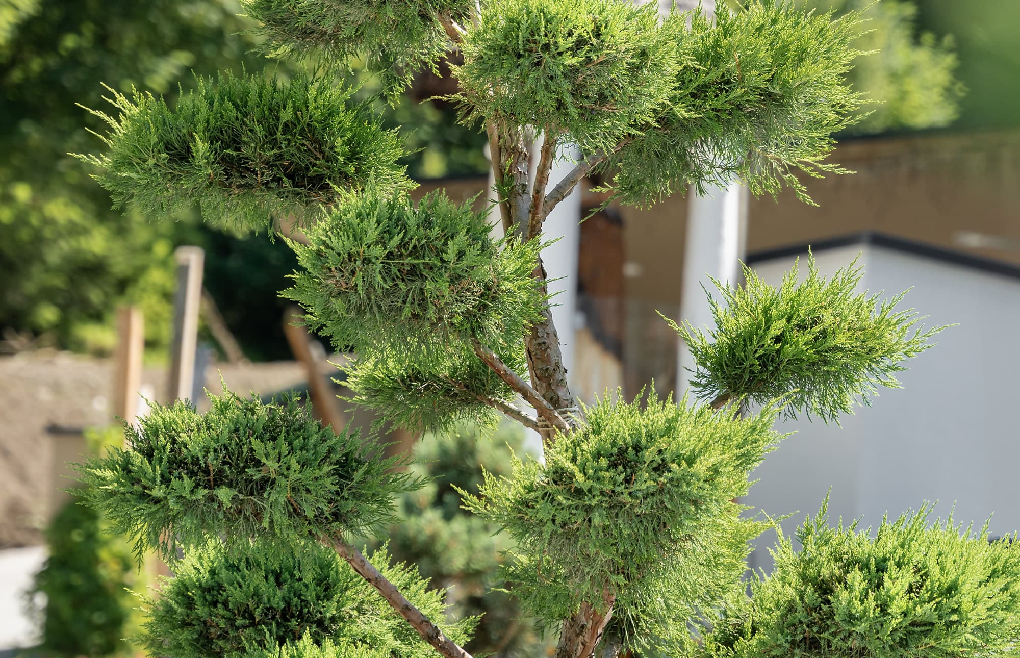Bonsai kaufen beim Blumenland Gollner