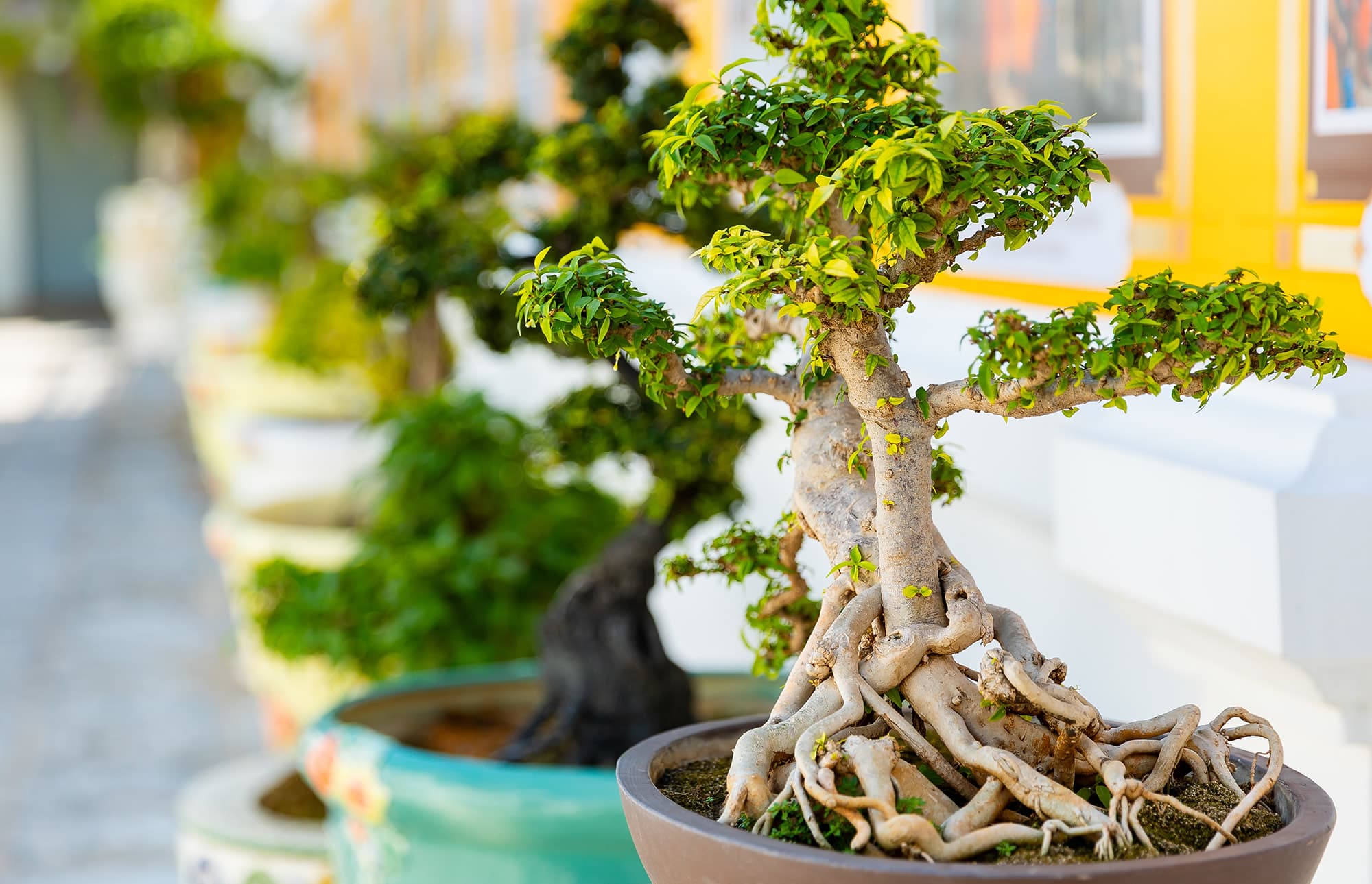 Bonsai-Unikate im Blumenland Gollner