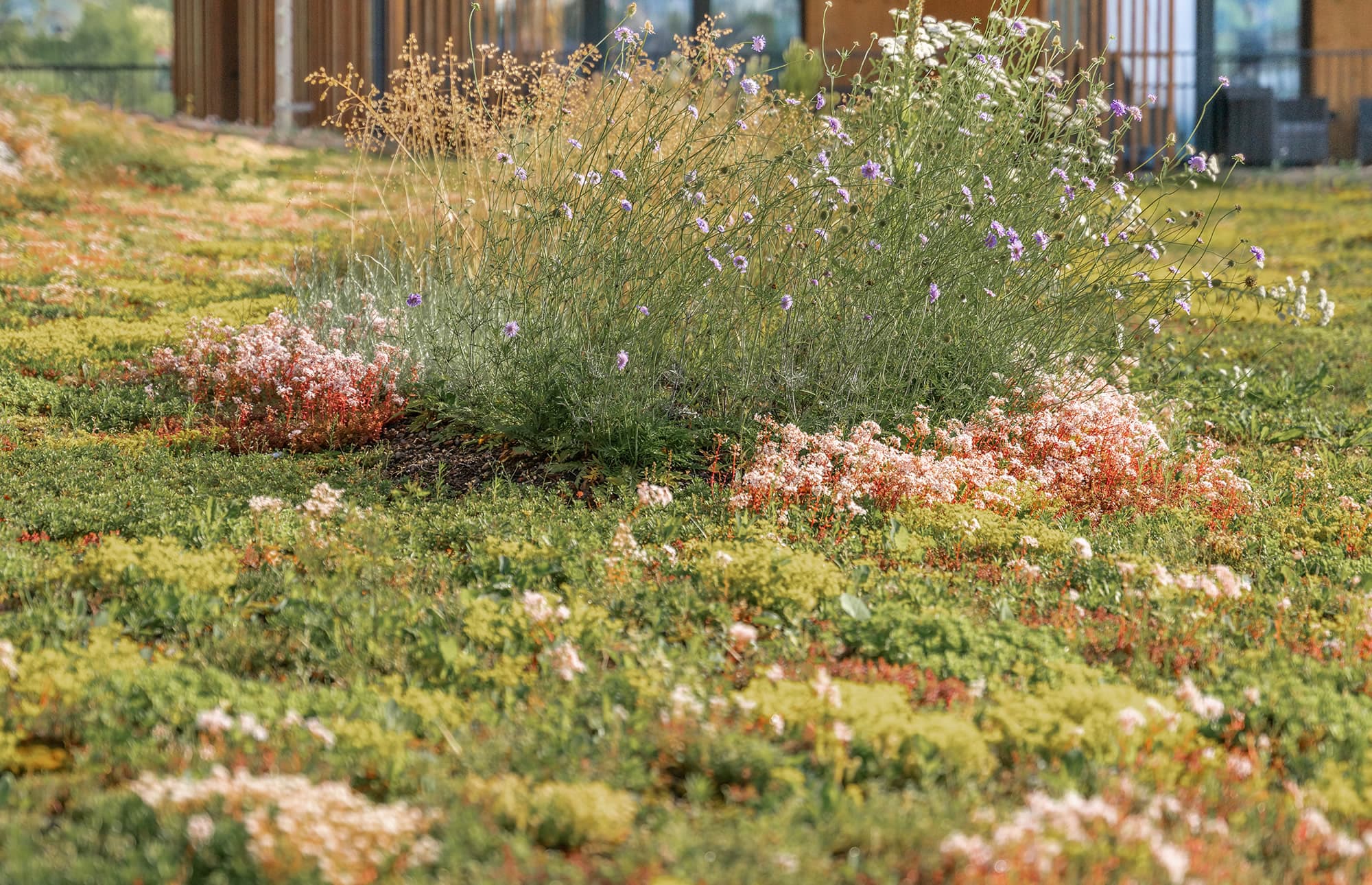 Dachbegrünung durch Blumenland Gollner