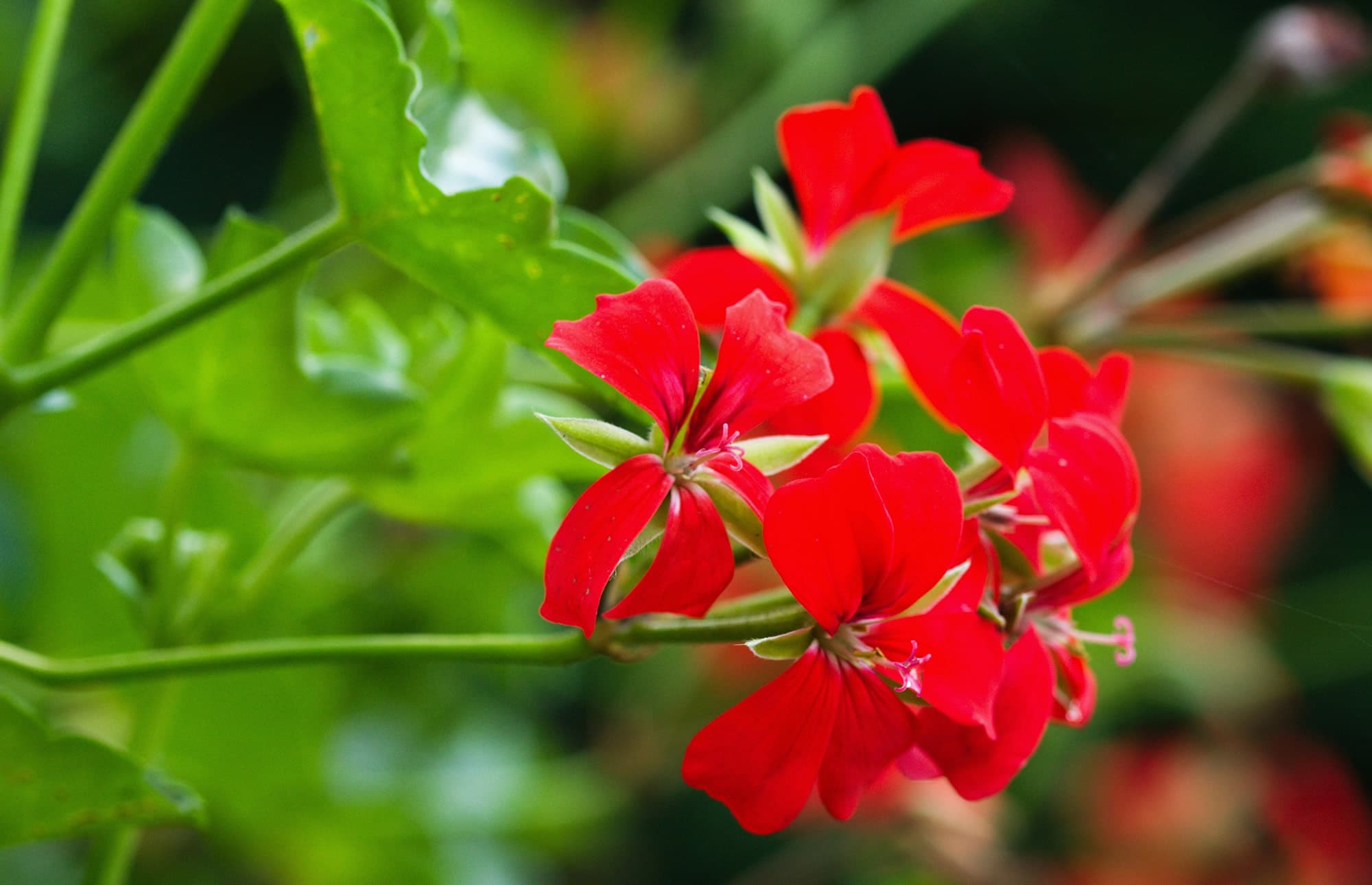 Gartencenter und Gärtnerei Blumenland Gollner in Dorfgastein
