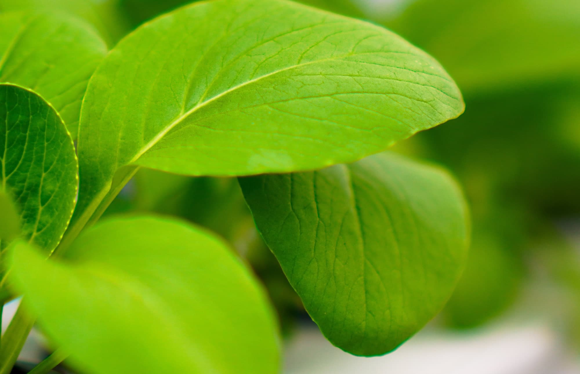 Grünpflanzen kaufen beim Blumenland Gollner