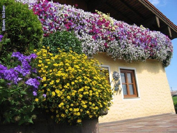Balkonblumen Gasteinertal Blumenland Gollner GmbH